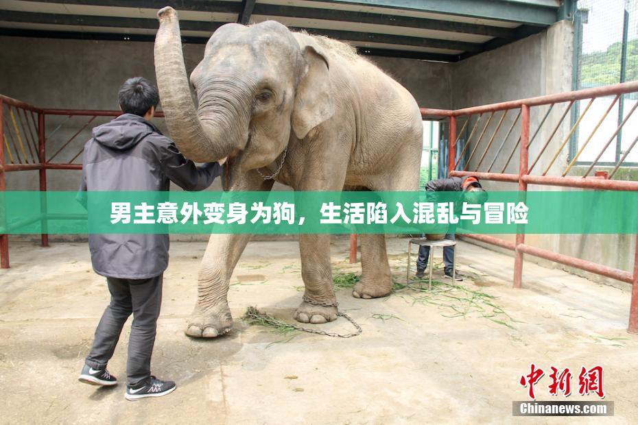 男主意外变身为狗，生活陷入混乱与冒险