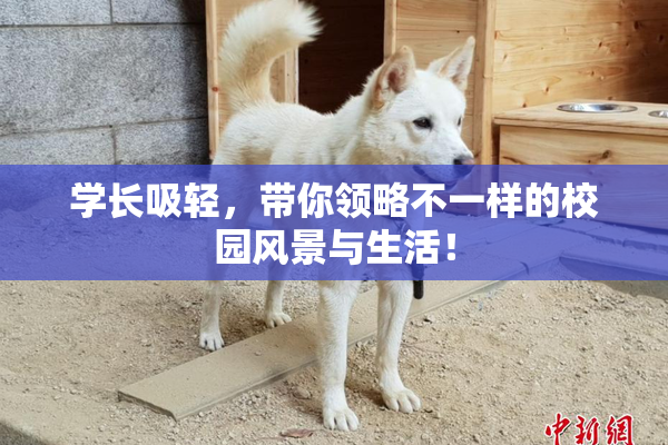 学长吸轻，带你领略不一样的校园风景与生活！