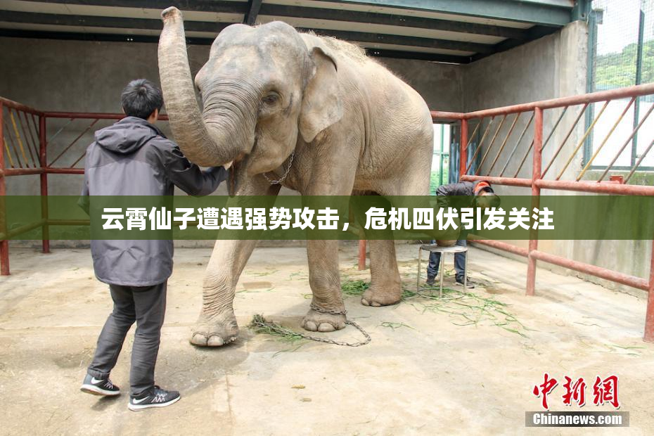 云霄仙子遭遇强势攻击，危机四伏引发关注