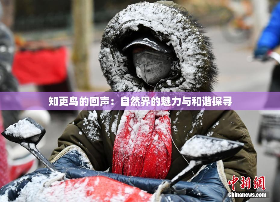 知更鸟的回声：自然界的魅力与和谐探寻