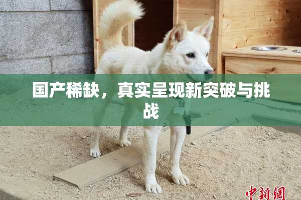 国产稀缺，真实呈现新突破与挑战