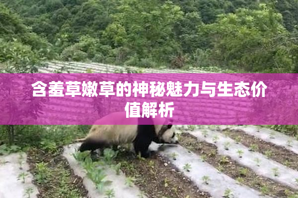 含羞草嫩草的神秘魅力与生态价值解析