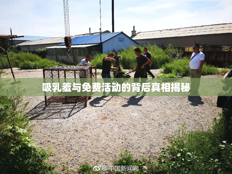 吸乳羞与免费活动的背后真相揭秘