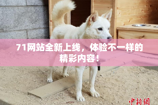 71网站全新上线，体验不一样的精彩内容！