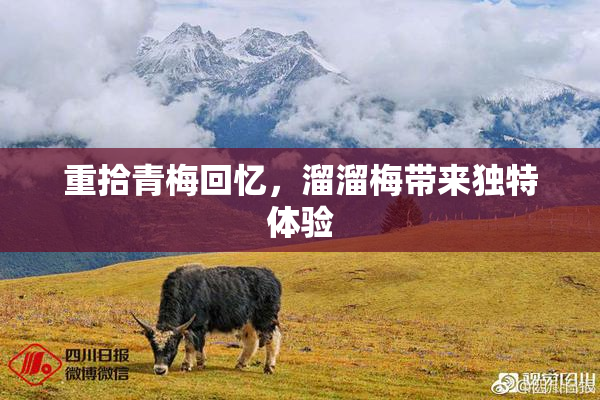 重拾青梅回忆，溜溜梅带来独特体验