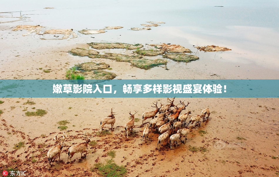 嫩草影院入口，畅享多样影视盛宴体验！