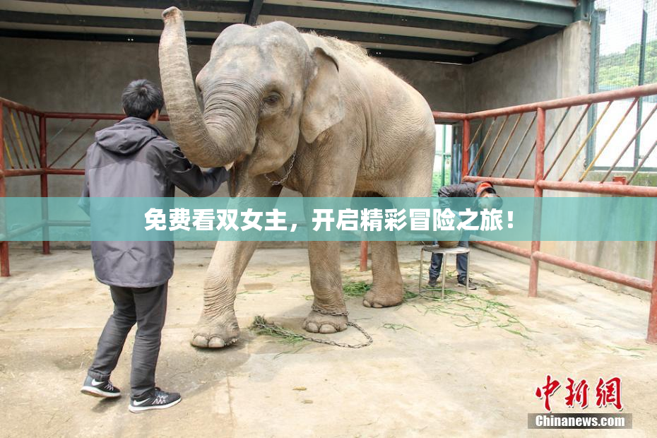 免费看双女主，开启精彩冒险之旅！