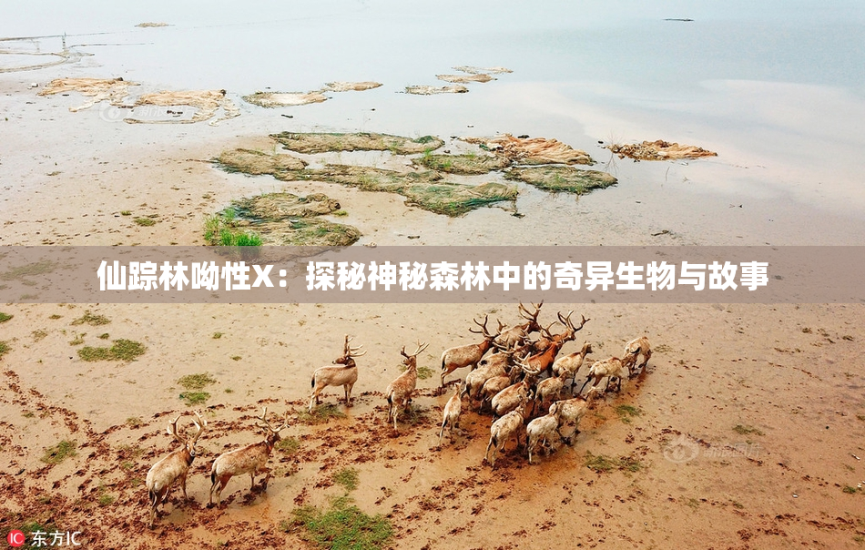仙踪林呦性X：探秘神秘森林中的奇异生物与故事
