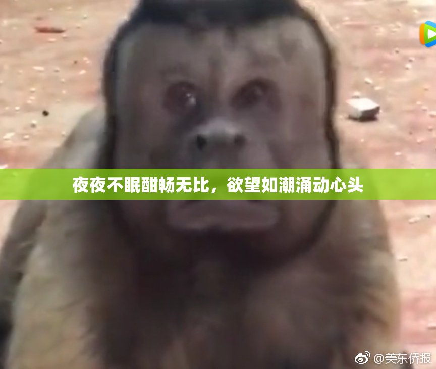 夜夜不眠酣畅无比，欲望如潮涌动心头