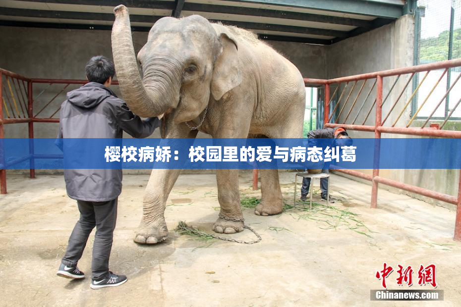 樱校病娇：校园里的爱与病态纠葛
