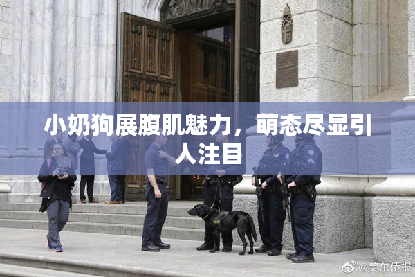 小奶狗展腹肌魅力，萌态尽显引人注目