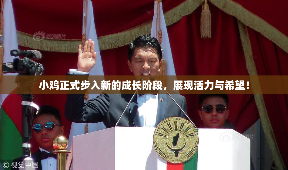小鸡正式步入新的成长阶段，展现活力与希望！