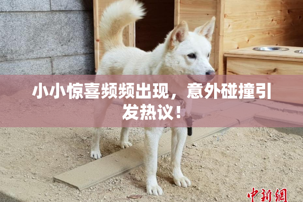 小小惊喜频频出现，意外碰撞引发热议！