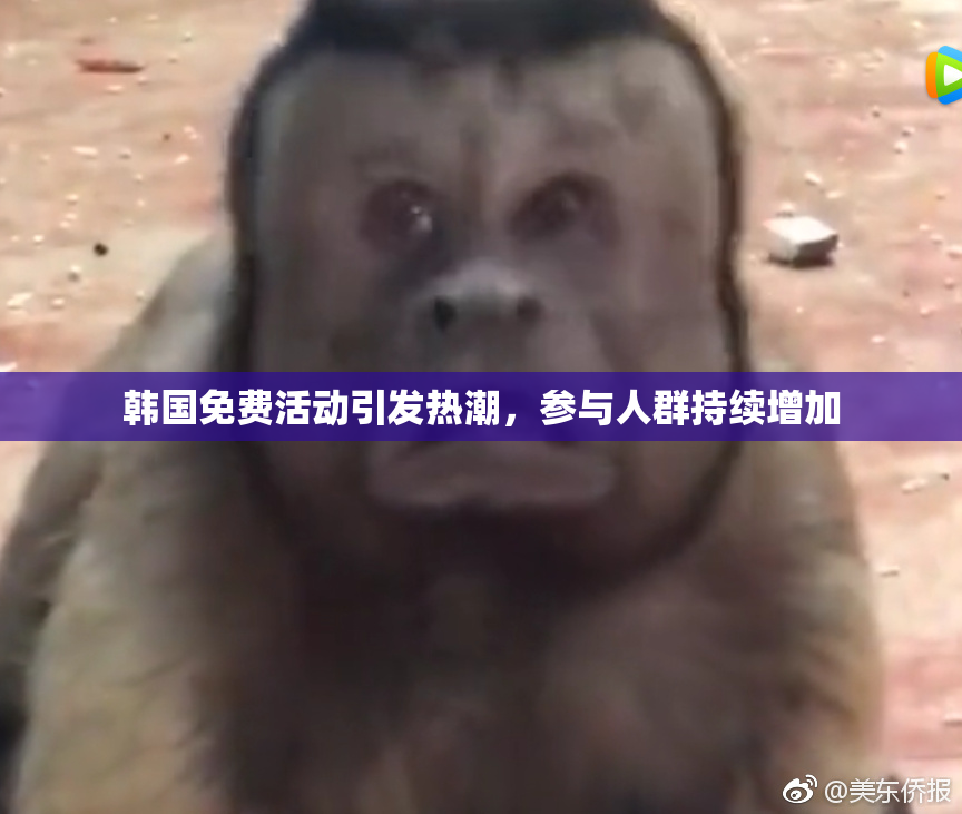 韩国免费活动引发热潮，参与人群持续增加
