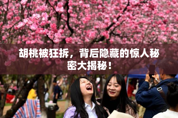 胡桃被狂拆，背后隐藏的惊人秘密大揭秘！