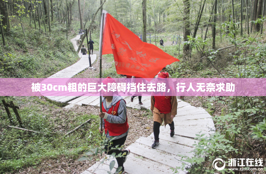被30cm粗的巨大障碍挡住去路，行人无奈求助
