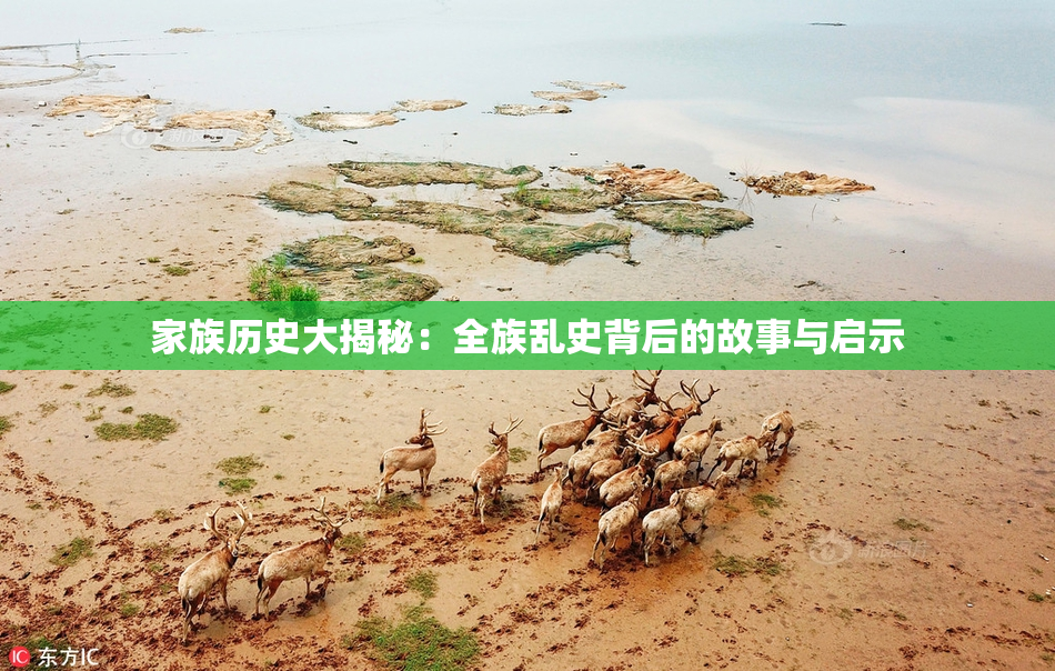 家族历史大揭秘：全族乱史背后的故事与启示