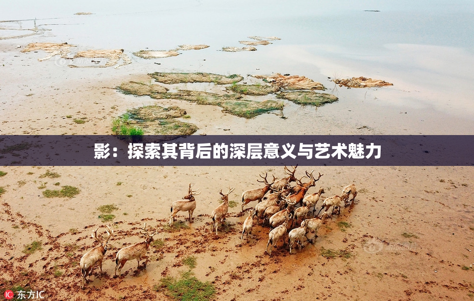 影：探索其背后的深层意义与艺术魅力