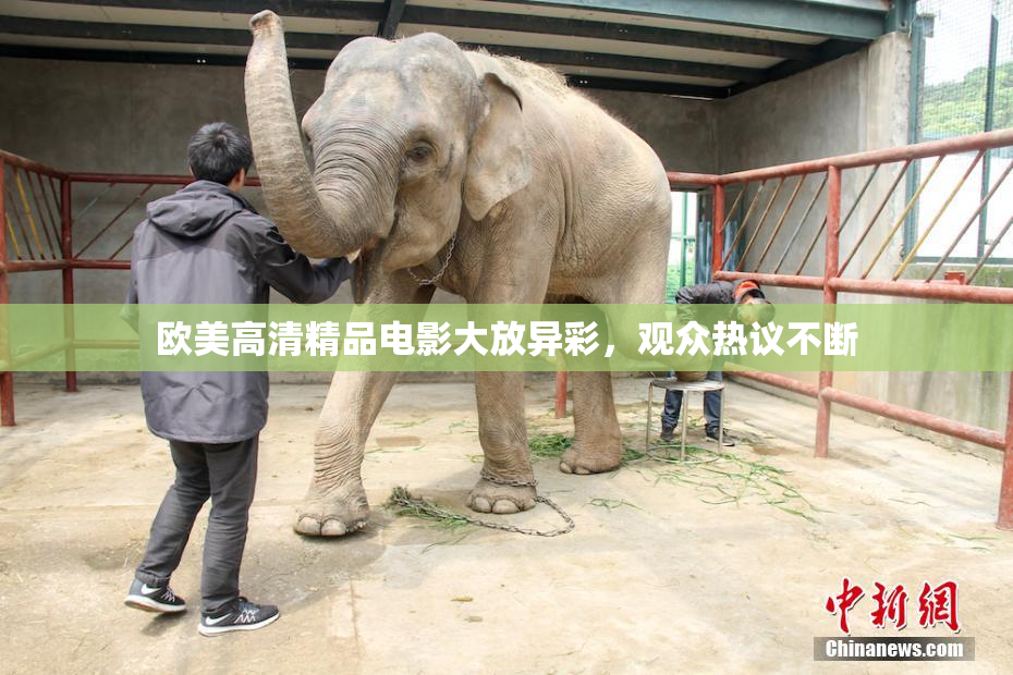欧美高清精品电影大放异彩，观众热议不断