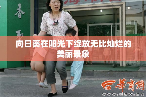 向日葵在阳光下绽放无比灿烂的美丽景象