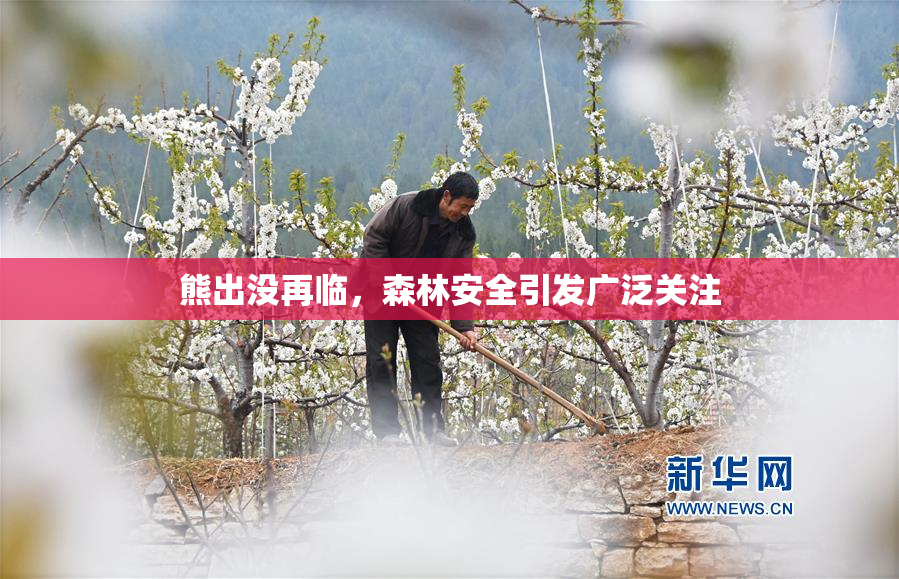 熊出没再临，森林安全引发广泛关注