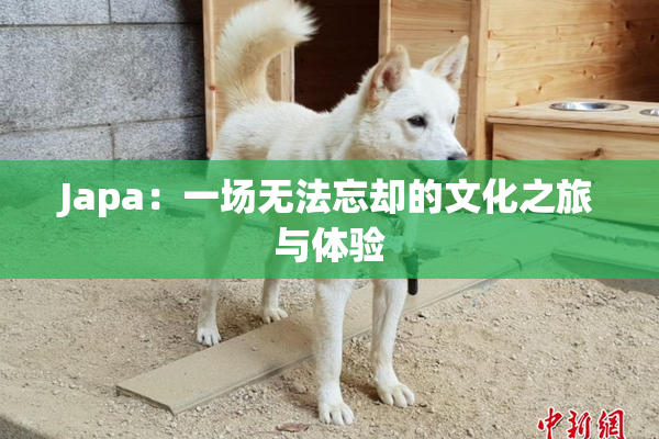 Japa：一场无法忘却的文化之旅与体验