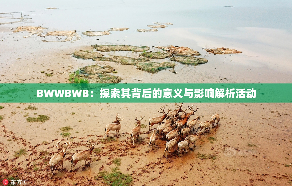BWWBWB：探索其背后的意义与影响解析活动