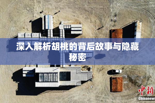 深入解析胡桃的背后故事与隐藏秘密