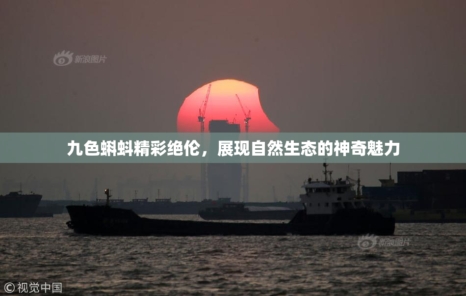 九色蝌蚪精彩绝伦，展现自然生态的神奇魅力