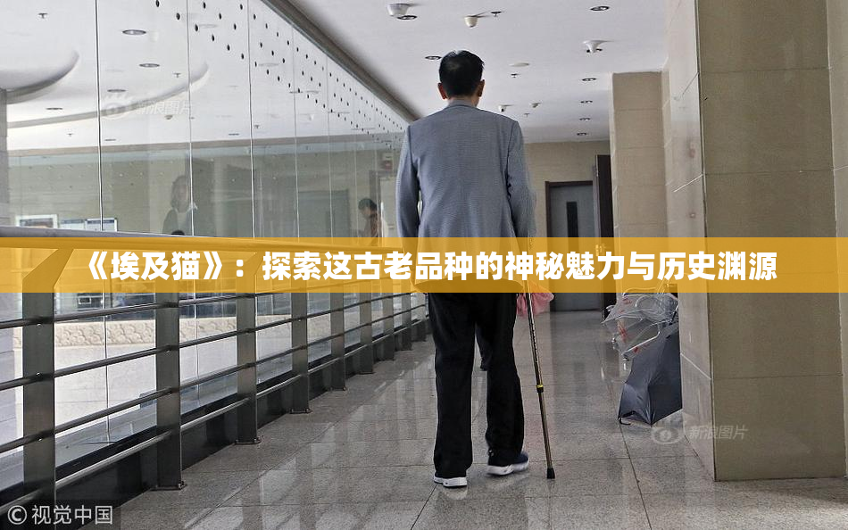 《埃及猫》：探索这古老品种的神秘魅力与历史渊源