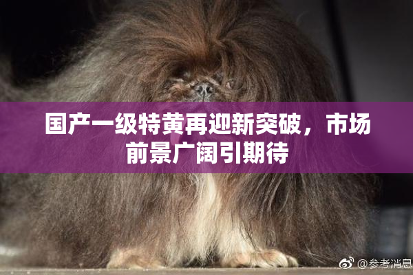 国产一级特黄再迎新突破，市场前景广阔引期待
