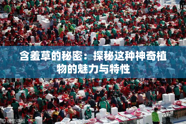 含羞草的秘密：探秘这种神奇植物的魅力与特性