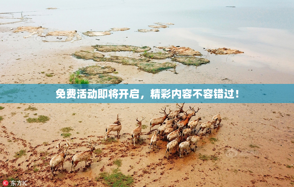 免费活动即将开启，精彩内容不容错过！