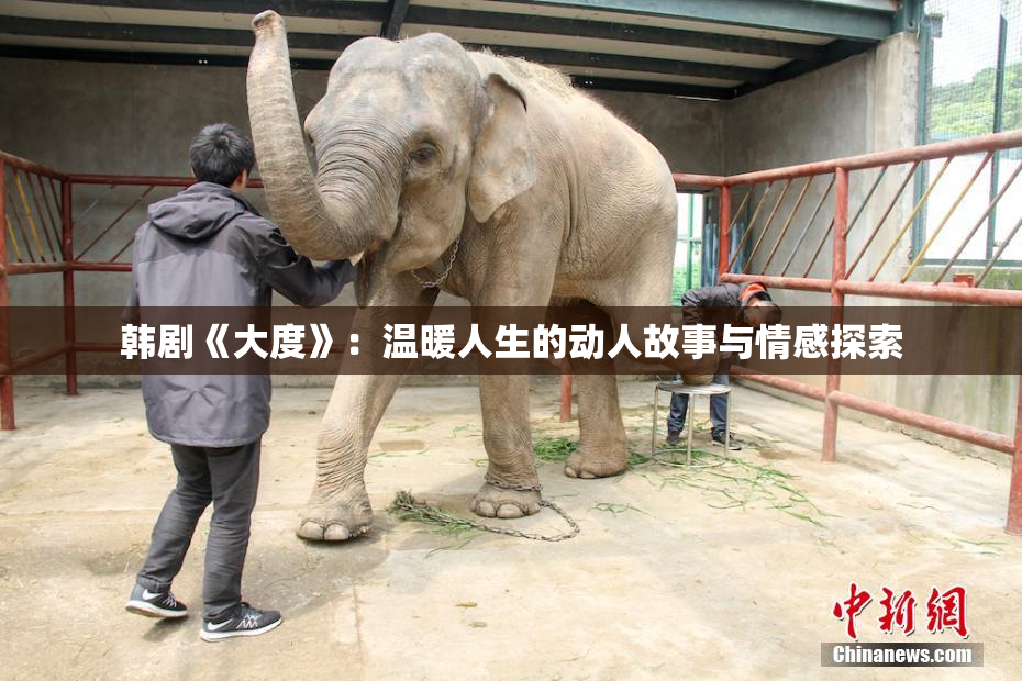 韩剧《大度》：温暖人生的动人故事与情感探索