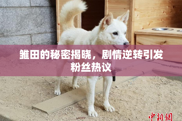 雏田的秘密揭晓，剧情逆转引发粉丝热议