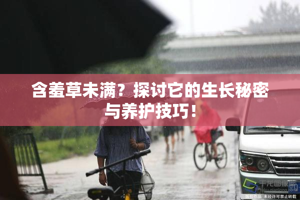 含羞草未满？探讨它的生长秘密与养护技巧！
