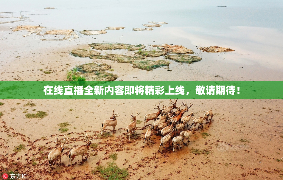 在线直播全新内容即将精彩上线，敬请期待！