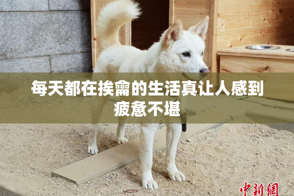 每天都在挨龠的生活真让人感到疲惫不堪