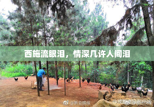 西施流眼泪，情深几许人间泪
