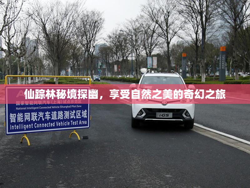 仙踪林秘境探幽，享受自然之美的奇幻之旅