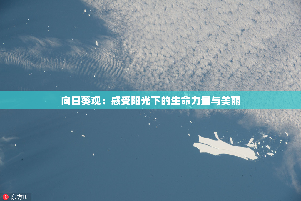 向日葵观：感受阳光下的生命力量与美丽