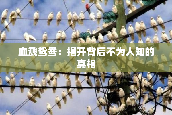 血溅鸳鸯：揭开背后不为人知的真相