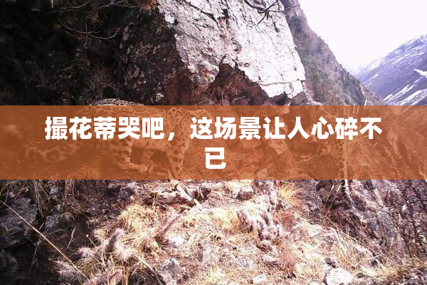 撮花蒂哭吧，这场景让人心碎不已