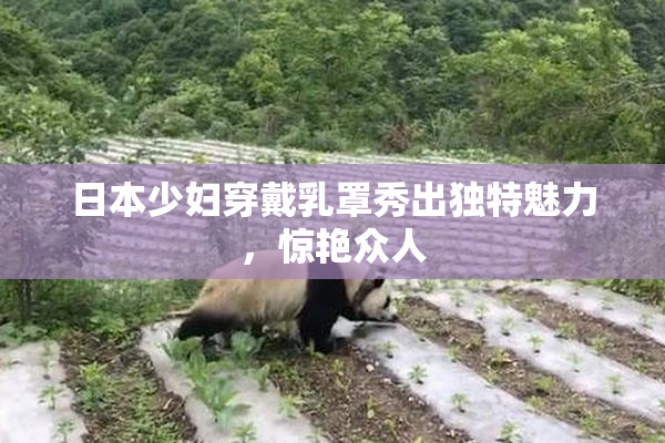 日本少妇穿戴乳罩秀出独特魅力，惊艳众人