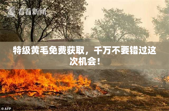 特级黄毛免费获取，千万不要错过这次机会！