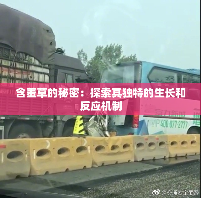 含羞草的秘密：探索其独特的生长和反应机制