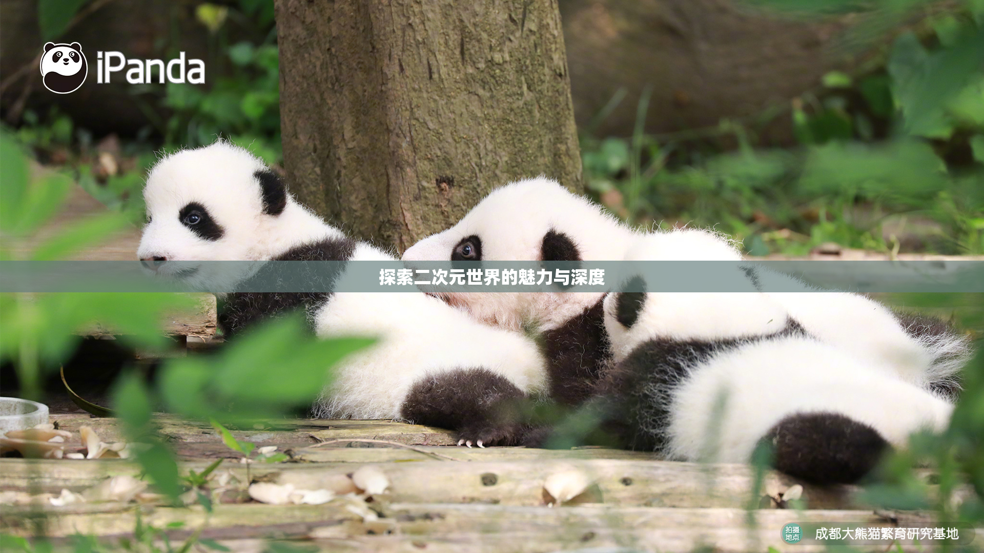 探索二次元世界的魅力与深度
