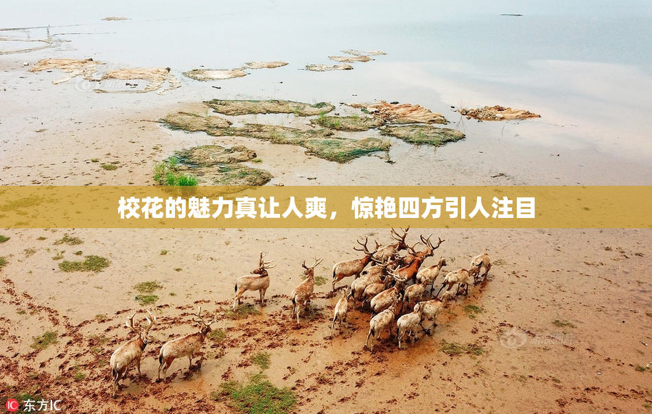 校花的魅力真让人爽，惊艳四方引人注目