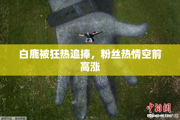 白鹿被狂热追捧，粉丝热情空前高涨