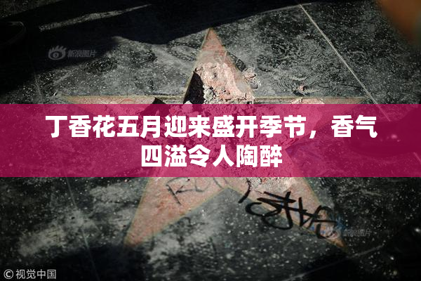 丁香花五月迎来盛开季节，香气四溢令人陶醉
